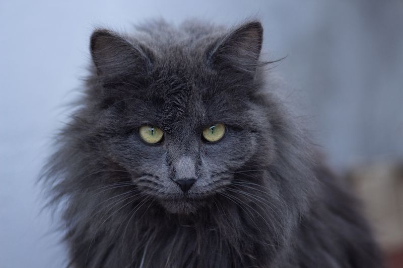 молодой бездомный кот - нибелунг Нибелунгphoto preview