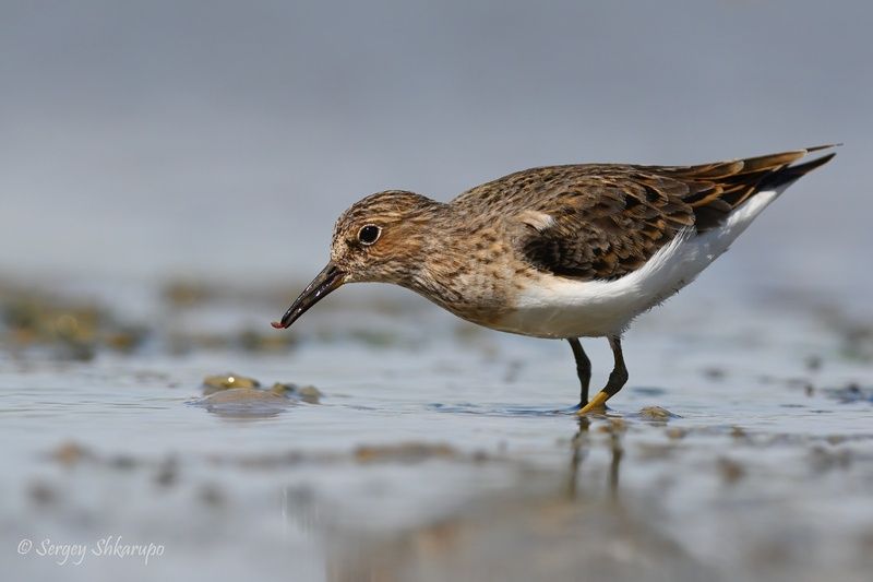 Белохвостый песочникphoto preview