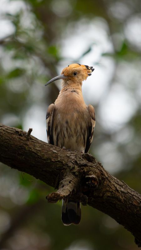 #bird #natgeo #photography #birdphotography #nature #beeeater #green #animal #wildlife #owlet Eurasian Hoppephoto preview
