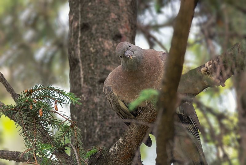 птица, вяхирь, слёток, Слёток (вяхирь) 2 ФОТОphoto preview