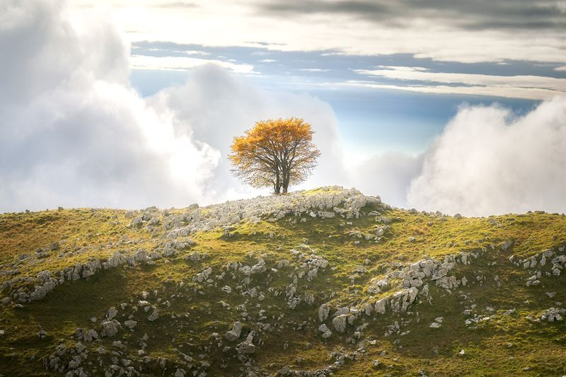 foresta del cansigliophoto preview