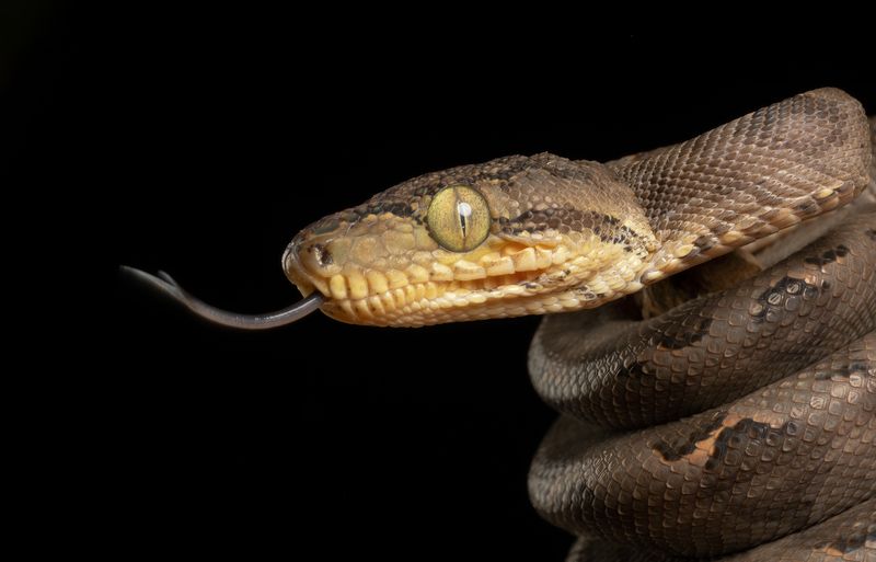 amazon tree boa, boa, snake, close up, reptiles and amphibians, canon Amazon Tree Boaphoto preview