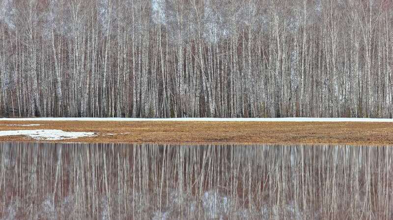 берёзы Последний снегphoto preview