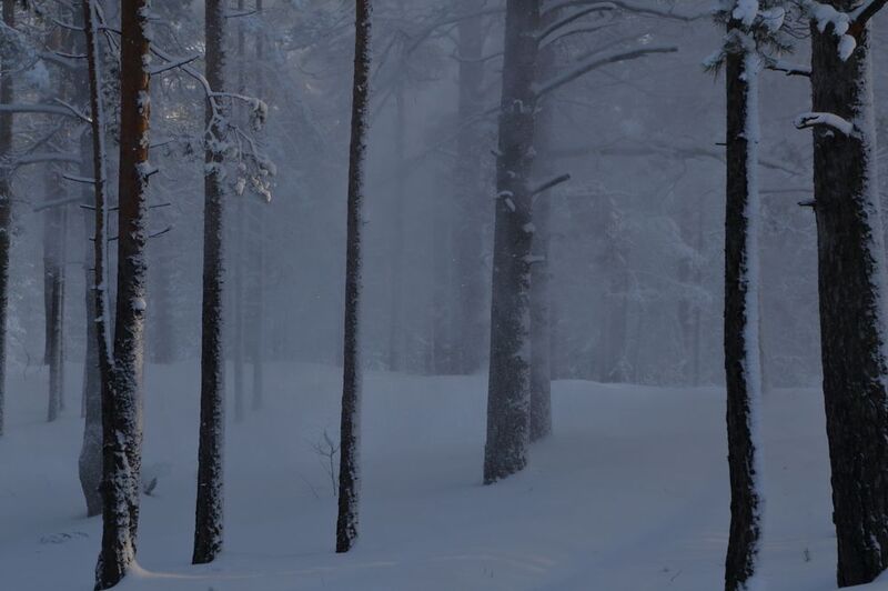 ...ветер по лесу гулял фото превью