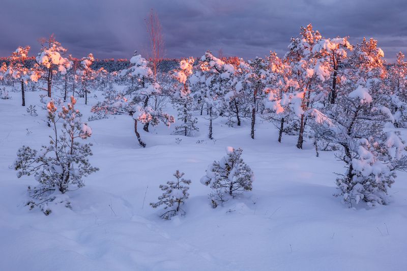 Снежное утроphoto preview
