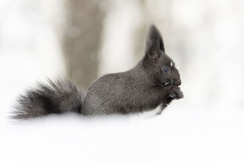 Белка Белкаphoto preview