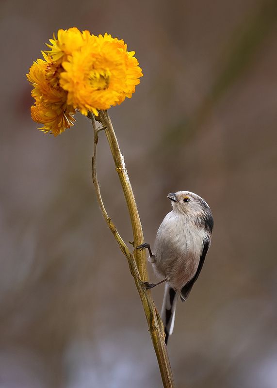 Long-tailed Tiphoto preview