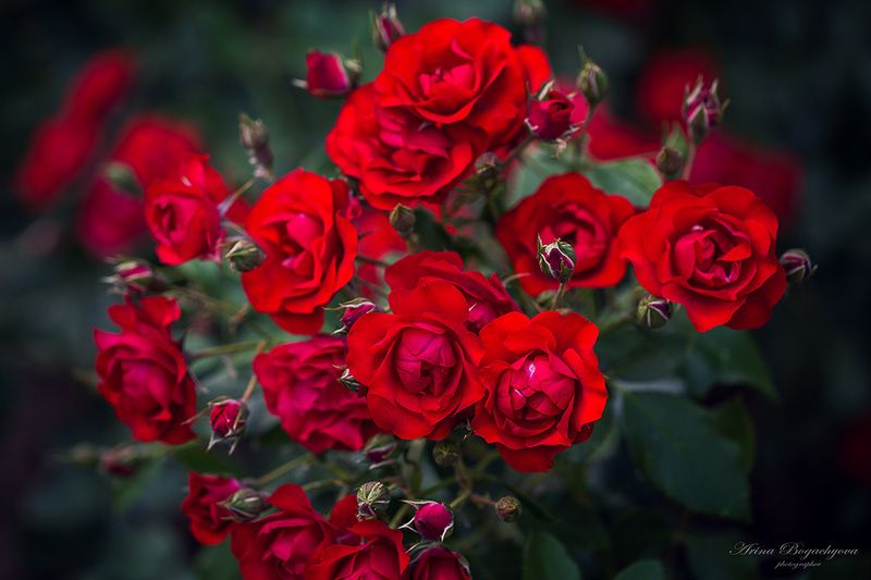 Розыphoto preview