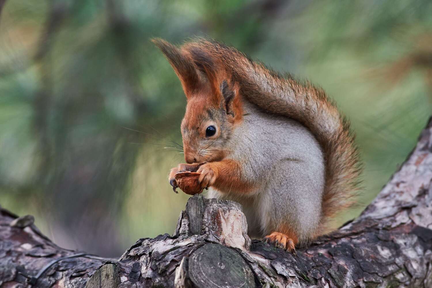 squirrel, volgograd, russia, , Павел Сторчилов