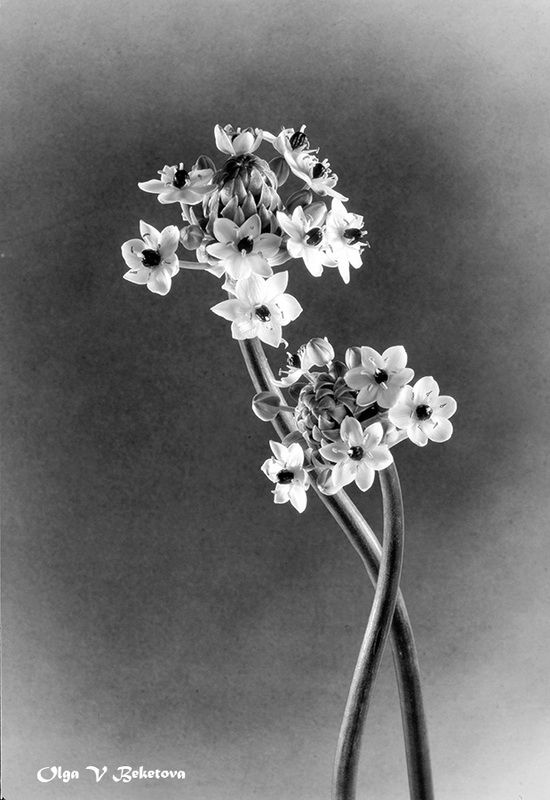 цветы, натюрморт Два цветкаphoto preview