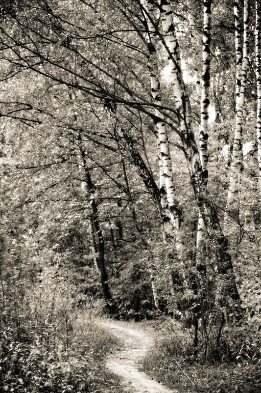 Лесная тропинкаphoto preview