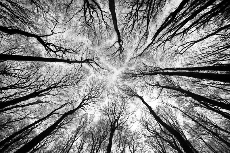 Photograpy, Nature, Forest, Sky, Day, Woodland, Branch, Tree, Trunk, 8mm, Fisheye, Black&white, Monochrome Beeches фото превью