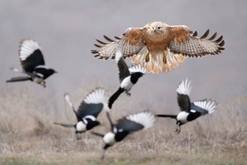 Прилёт курганника (Buteo rufinus)photo preview