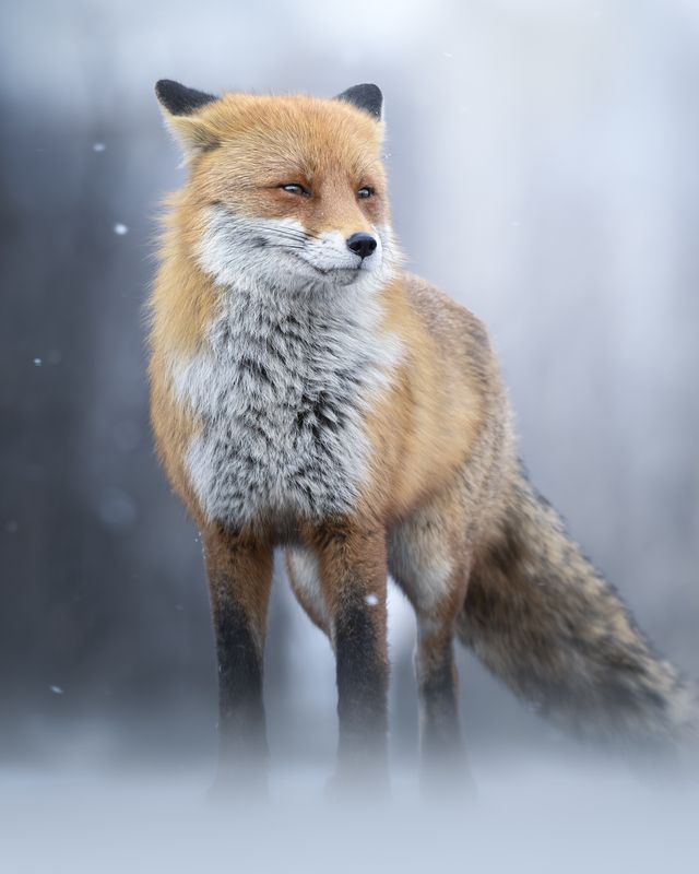 Обыкновенная лисица (Vulpes vulpes) photo preview