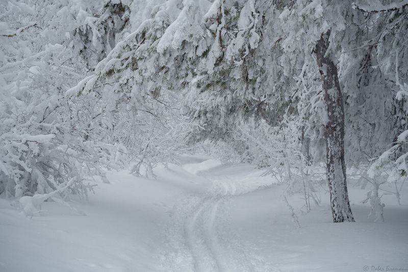 Лыжня зовёт фото превью
