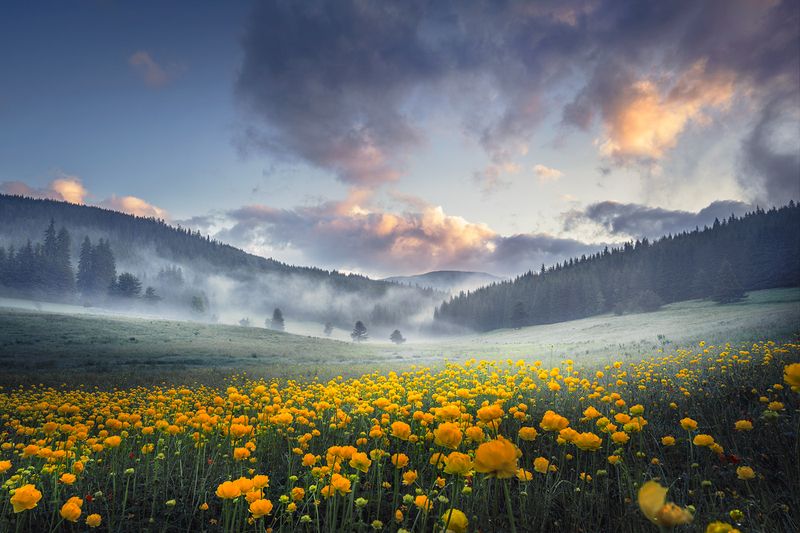 landscape, nature, scenery, summer, sunrise, morning, fog, foggy, mist, misty, clouds, mountain, trees, flowers, пейзаж Morning in Rila mountainphoto preview