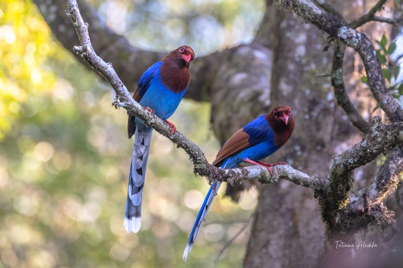 Цейлонская лазоревая сорока  (Sri Lanka blue magpie)photo preview