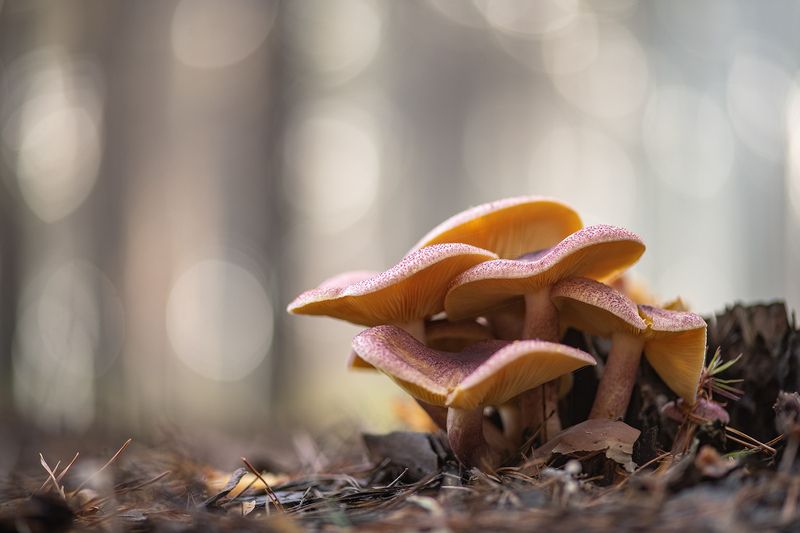 грибы, свет, утро, осень, россия, воронеж,  nikon d850, carl zeiss makro-planar t* 100mm f/2 zf.2 Семья...photo preview