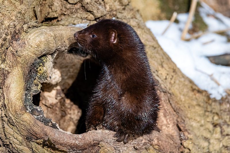 Европейская норка.photo preview