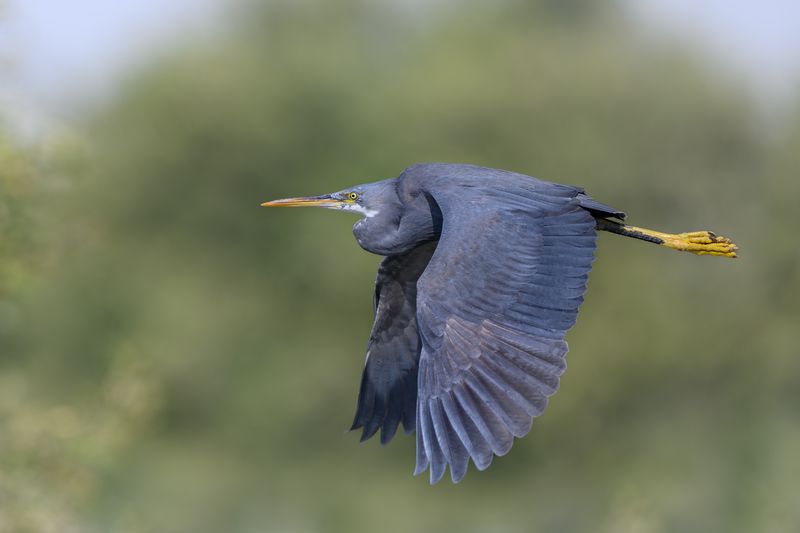 птица, фотоохота, цапля, природа, фауна Рифовая цапляphoto preview