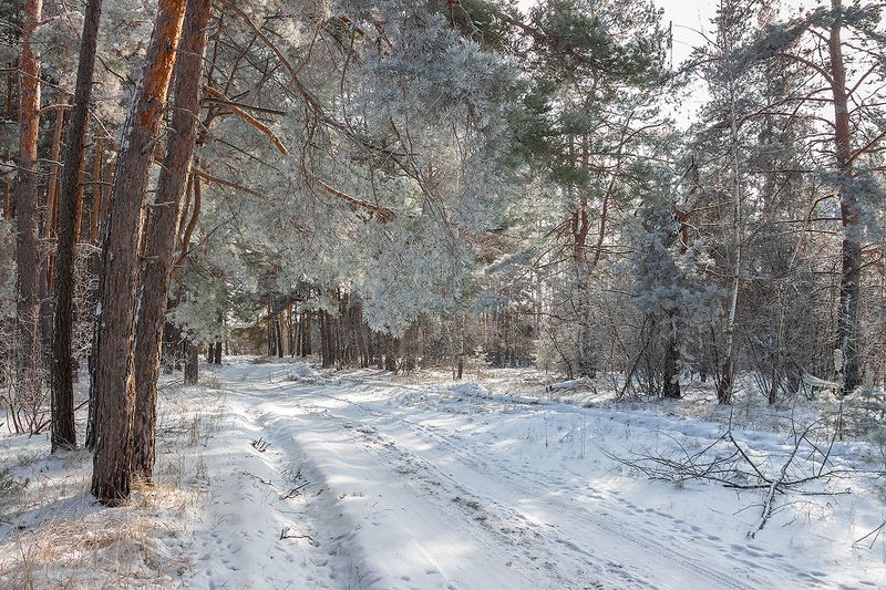 лес, деревья, зима, иней, природа photo preview