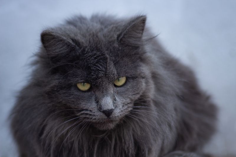 нибелунг Поговорим?photo preview