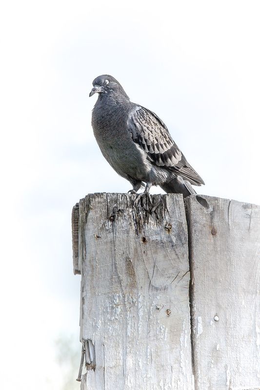 Неусыпный стражphoto preview