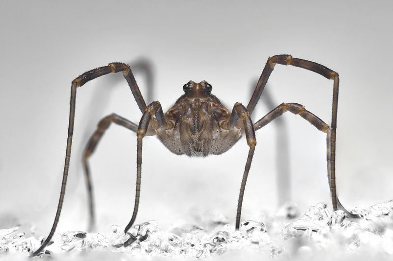 Spring Harvestmanphoto preview