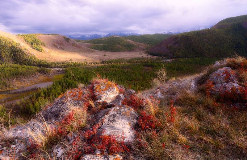 алтай осень горы багрянец золото пейзаж камни Осенние цветаphoto preview