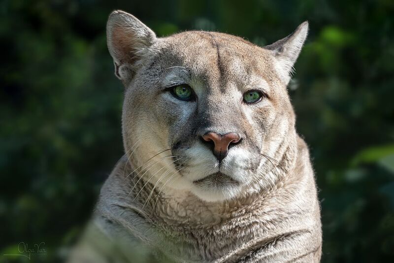 пума, большой кот Твои зеленые глаза...photo preview