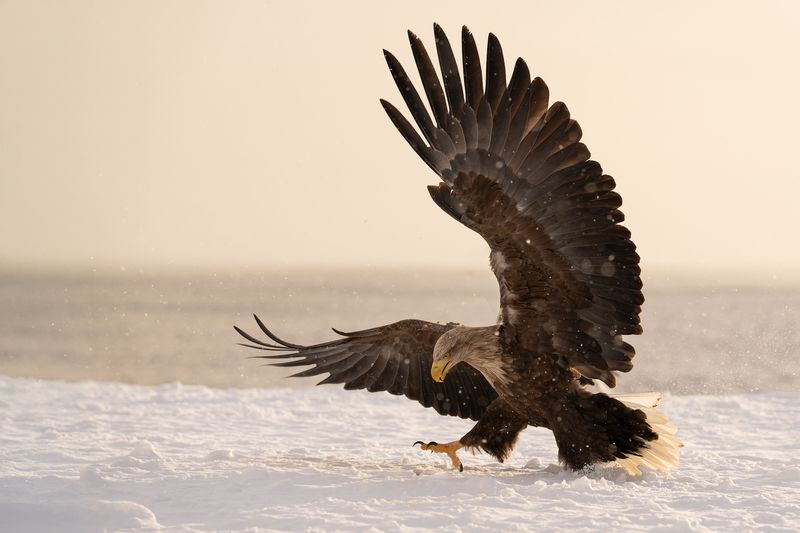 eagle, bird Ready to take off фото превью
