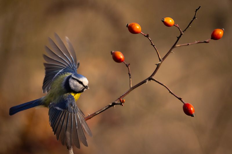 Titmousephoto preview