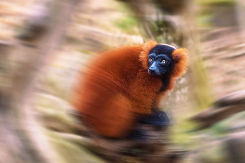 рыжий вари, лемур,  red ruffed lemur, varecia rubra, madagascar; critically endangered Рыжий вариphoto preview