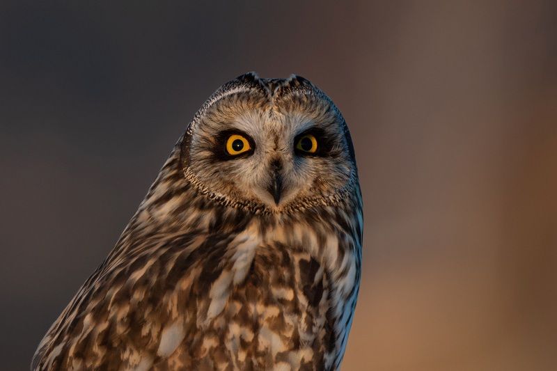 болотная, сова Глаза в глазаphoto preview