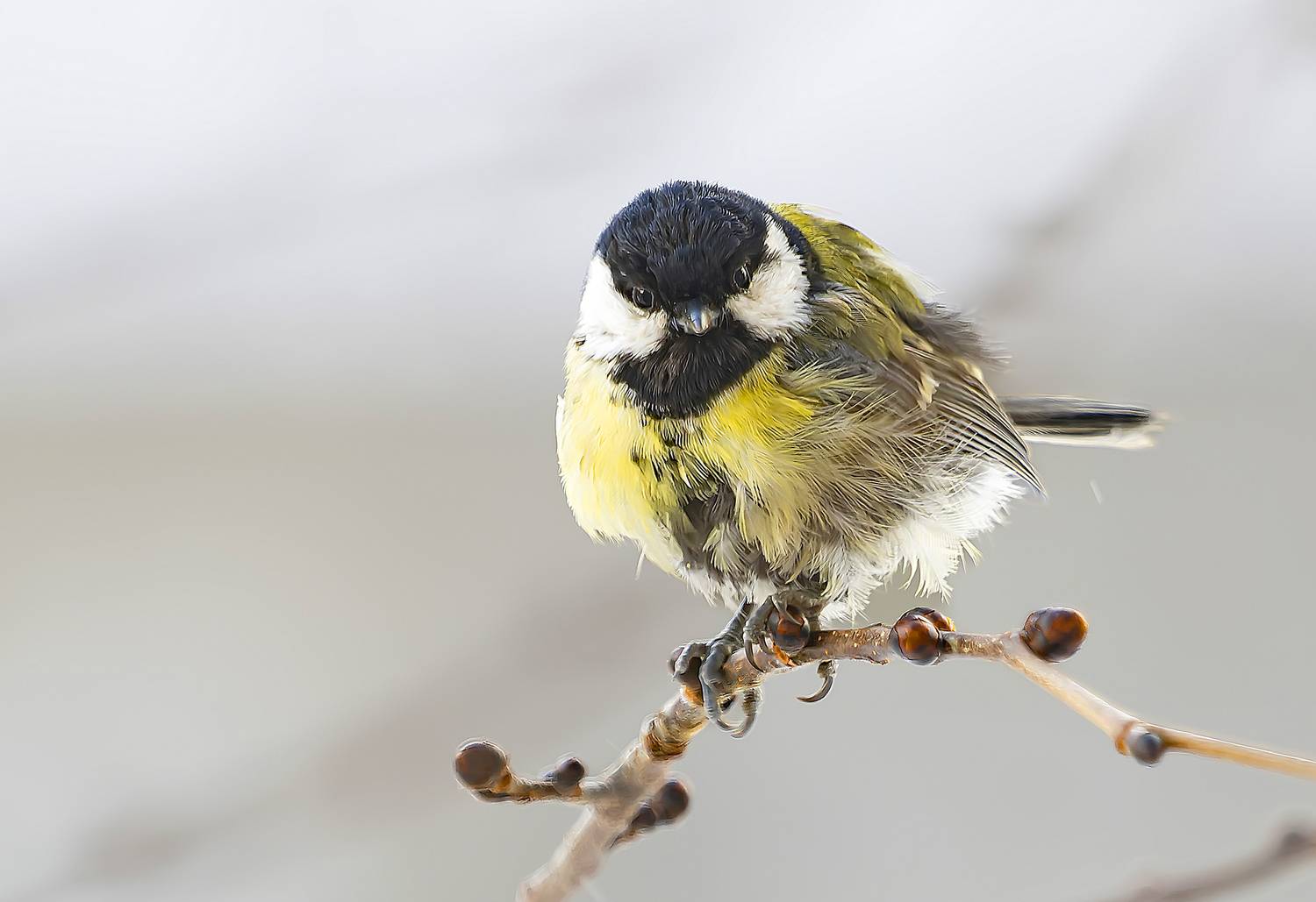птицы, большая синица, растрёпка, Широких Александр