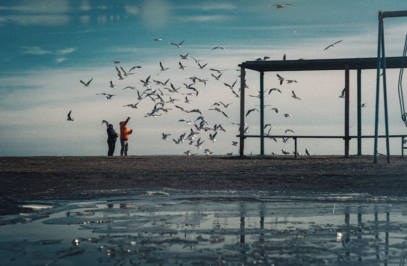 стрит, уличная фотография, репортаж, пейзаж, зима, крымская зима, черное море, птицы, чайки, кормёжка, ветер, атмосферное, мануальное, винтажная оптика, юпитер-3, керчь, крым, россия Птичий патруль.photo preview
