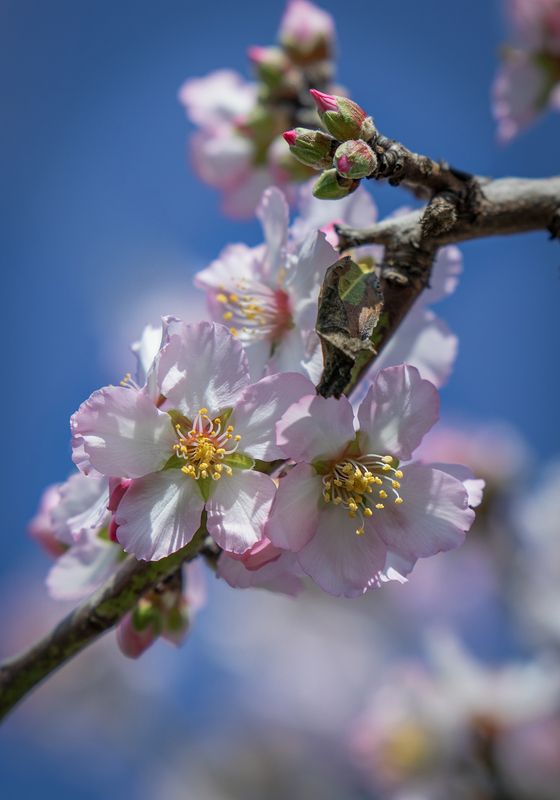 Миндаль, цветы, небо, ветка Зацвел миндаль на перекрестке Мегидоphoto preview