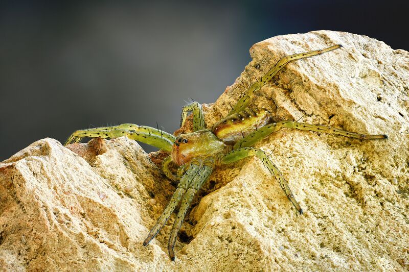 Dolomedes fimbriatus photo preview