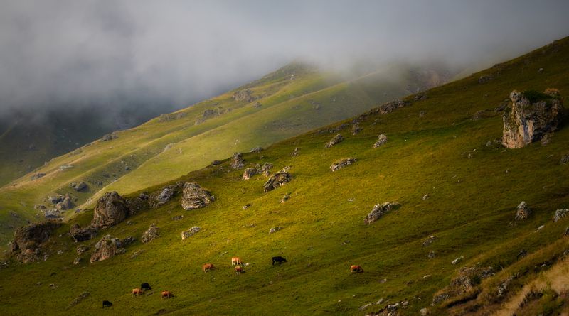 Альпийские луга Кавказаphoto preview