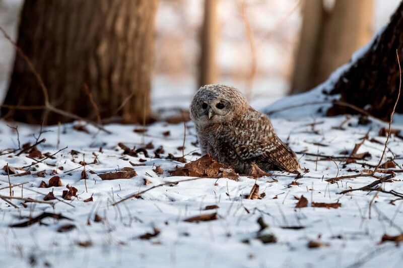 Пухляшок фото превью