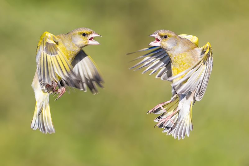 nikon z8 + nikkor z 180-600mm f/5.6-6.3 vr. Злые птицы.photo preview