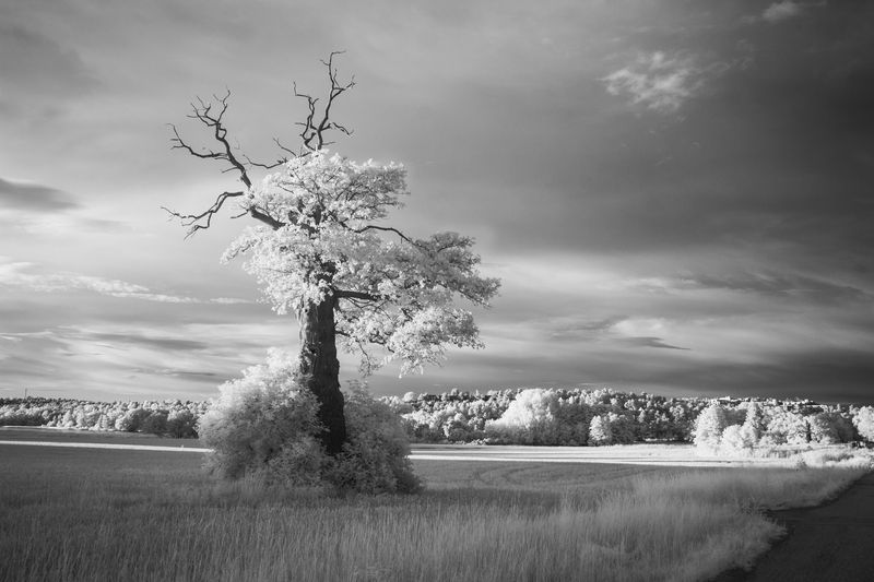 дерево, ик-съемка, небо В инфракрасном спектреphoto preview