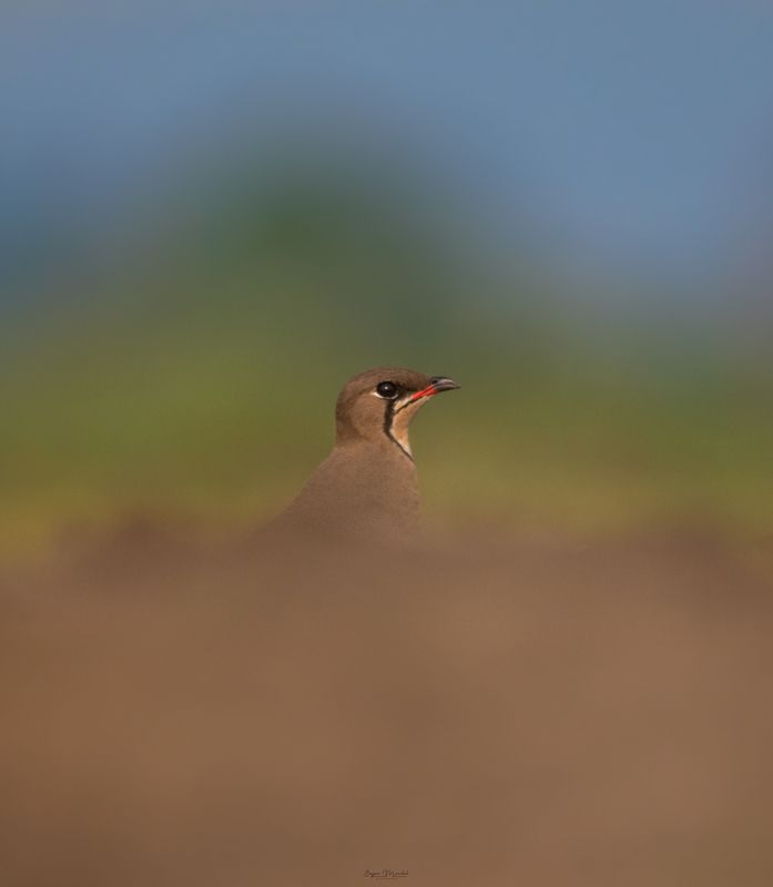 wildlife photo preview