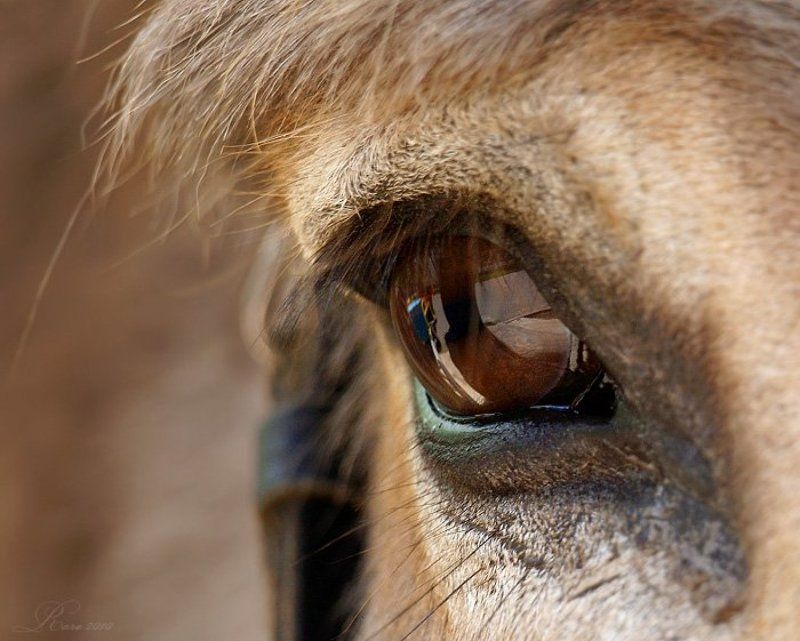 глаз. Око.photo preview