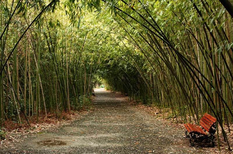 абхазия,сухум,ботанический сад,бамбук. Бамбуковая аллея.photo preview