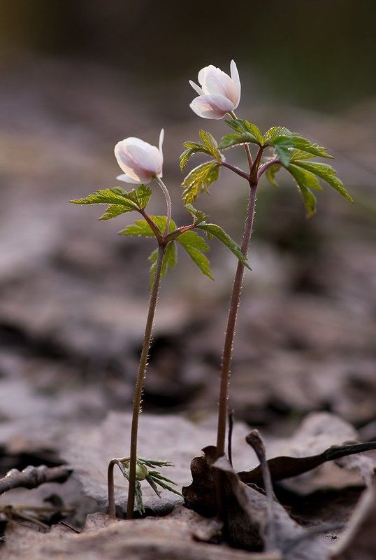 первоцвет, закат В последних лучах..photo preview