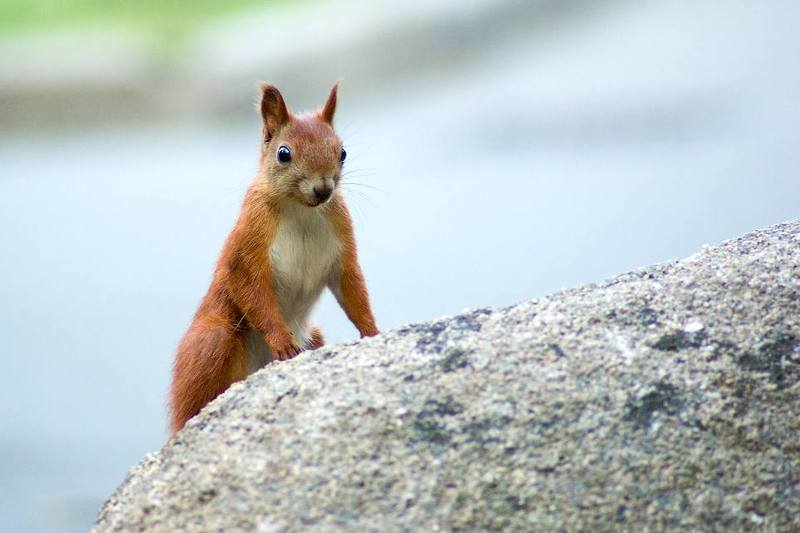 ГосНадзор.photo preview