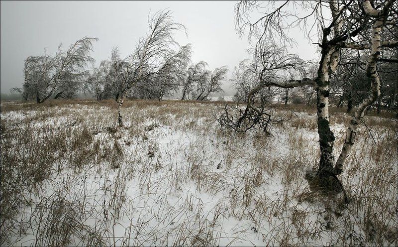березы Ай петриphoto preview