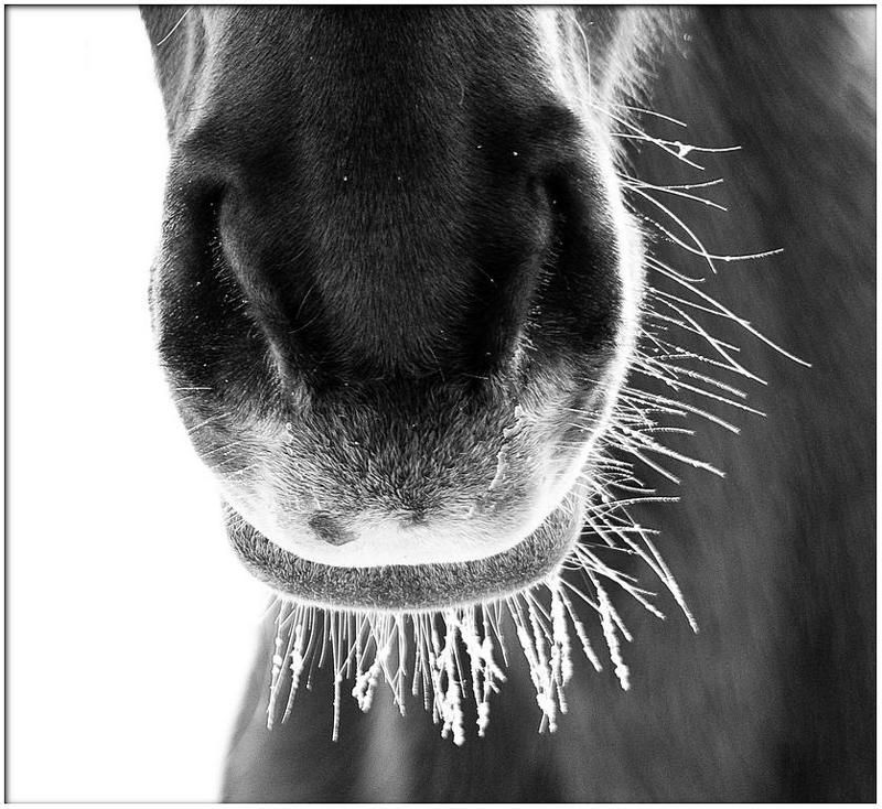 Инопланетянин 2photo preview