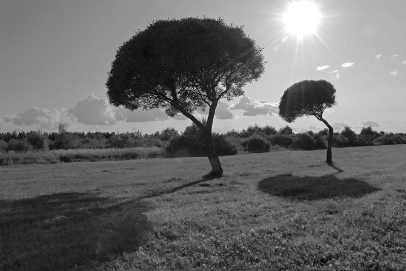 b&w Зонтикиphoto preview